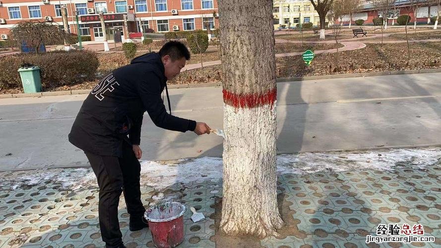 大树的作用