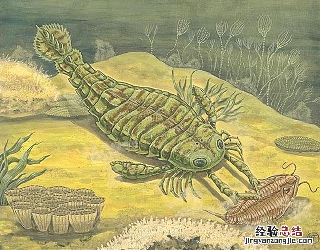 马陆虫的天敌是什么