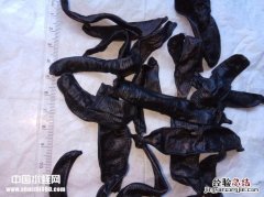 蚂蝗长什么样