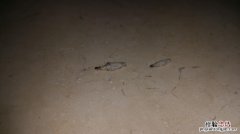 室内小蠓虫怎样去除