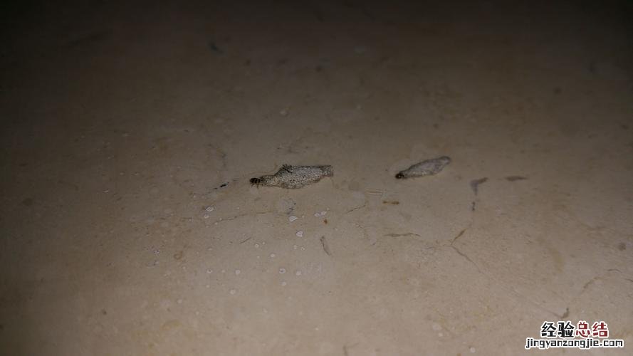 室内小蠓虫怎样去除