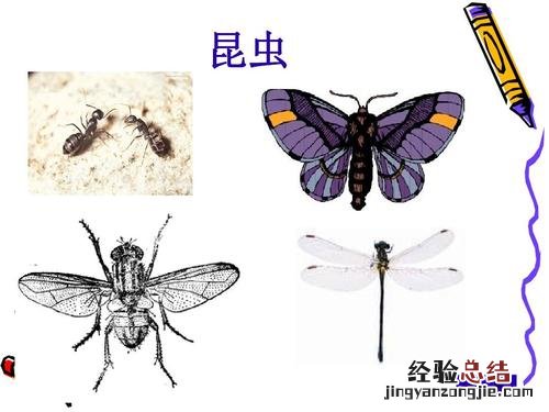 昆虫的分类