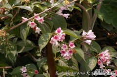 马桑花怎么做好吃