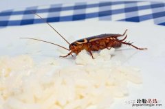 冬天蟑螂会消失吗