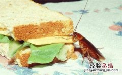 把蟑螂冲进厕所还会上来吗
