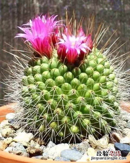 仙人球的介绍及特点