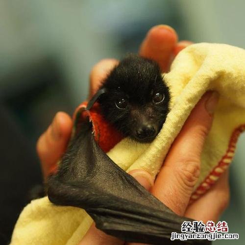 蝙蝠怎么睡觉