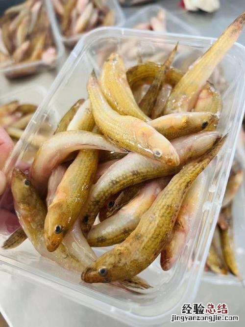 笋壳鱼是什么鱼