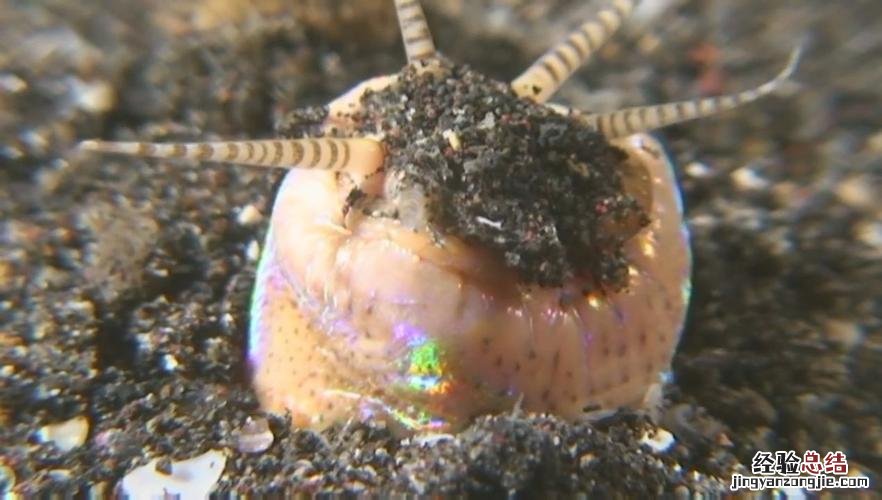博比特虫有多长