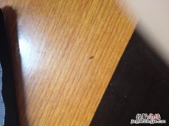 蚂蚁靠什么辨别味道