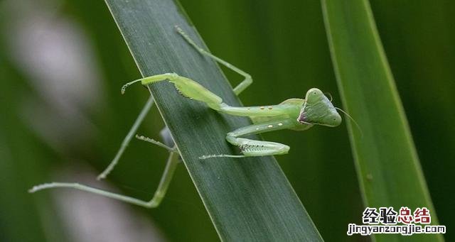 螳螂肚子里的黑线是什么东西