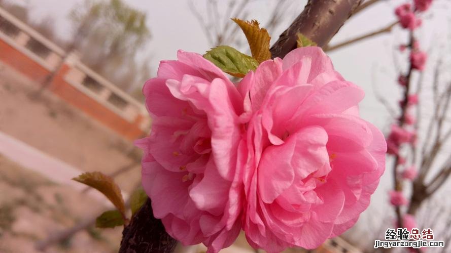 自在飞花轻似梦的下一句是什么