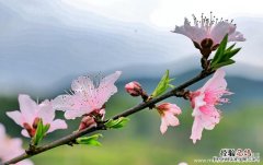 孔雀东飞何处栖下一句