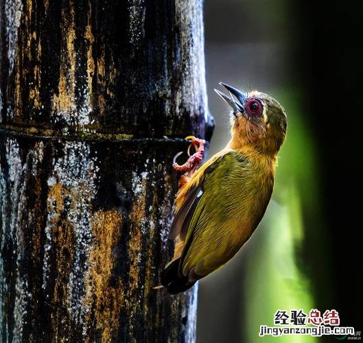 啄木鸟是保护动物吗