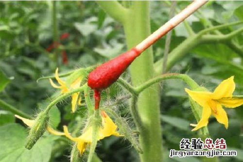 番茄公母怎么分