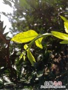 桔子里面的白色虫子是什么