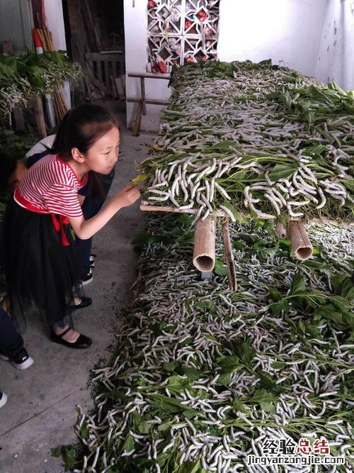 蚕的介绍和特点