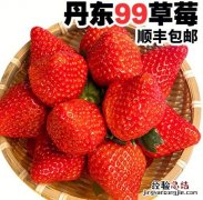 丹东99草莓与普通草莓区别