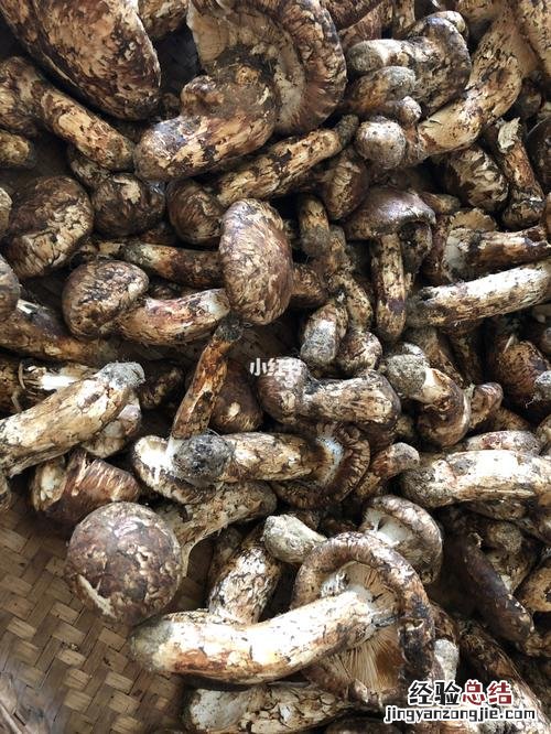 松茸保存的方法