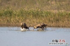 麋鹿属于鸟类还是兽类