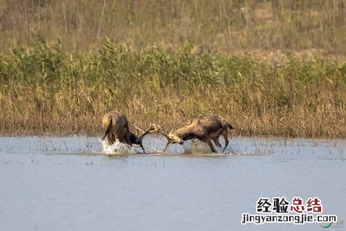 麋鹿属于鸟类还是兽类