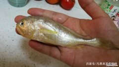 黄鱼是淡水鱼还是海水鱼