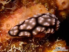 海兔子学名叫什么