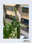 薄荷开花了还可以食用吗