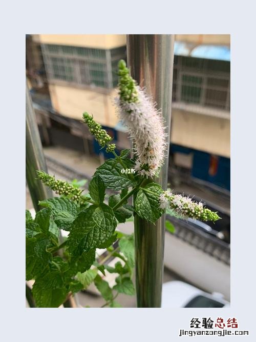 薄荷开花了还可以食用吗