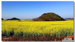 油菜花的外形和特点是什么