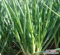 香葱怎么保存新鲜不烂