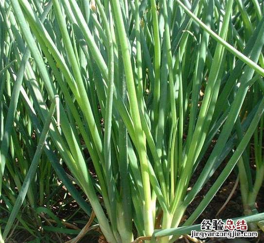 香葱怎么保存新鲜不烂