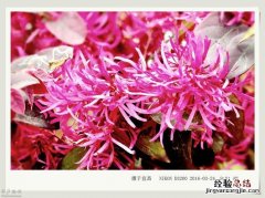 寒香的寓意