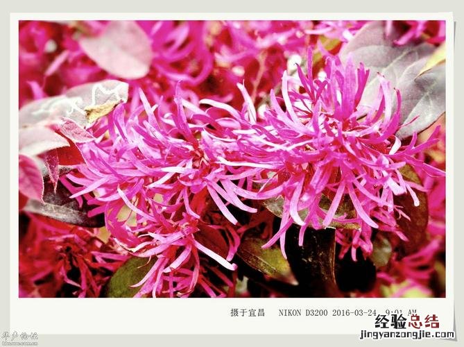 寒香的寓意