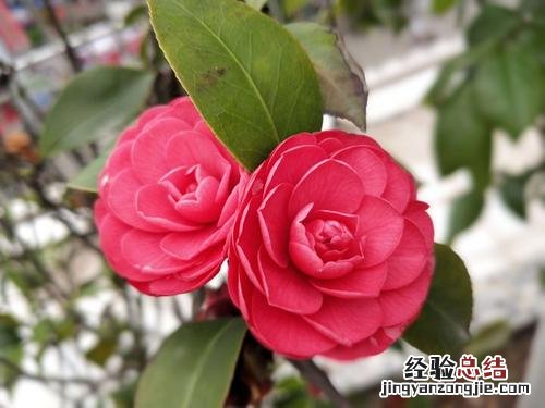 茶花记录卡怎么写