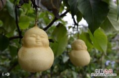 人参果功效与作用营养