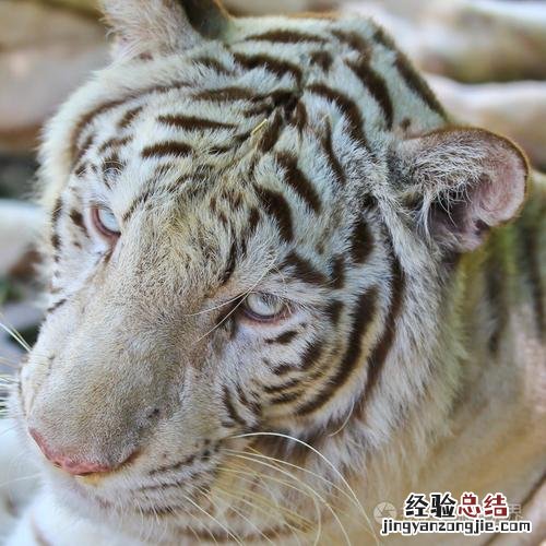 白色的老虎是什么品种