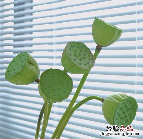 莲蓬怎么保存新鲜