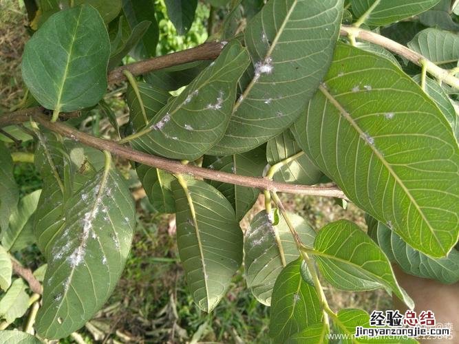 怎么判断芭乐里面有虫