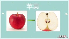 苹果的形状,颜色,味道等方面的特点