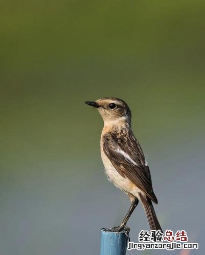 乌鸦是候鸟还是留鸟