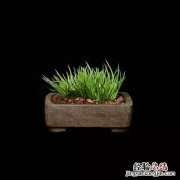 菖蒲怎么读
