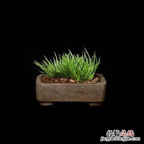 菖蒲怎么读