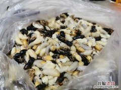 蜂蛹是什么东西