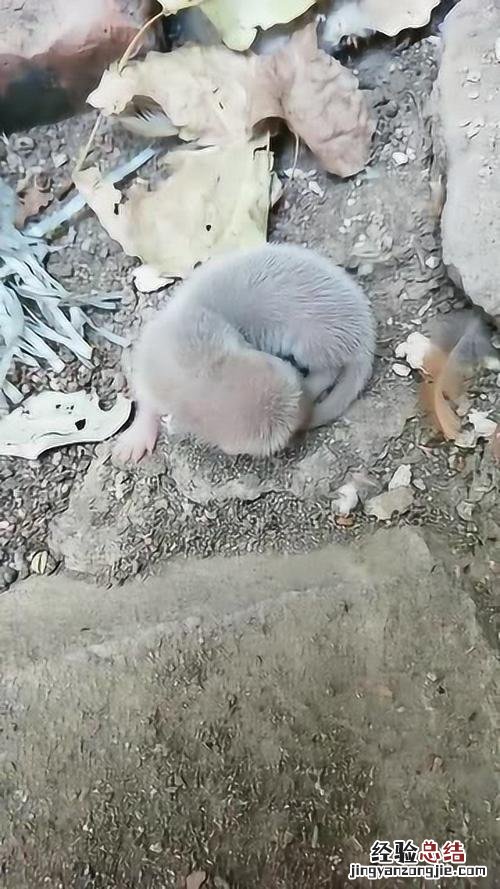 老鼠怕灯光吗