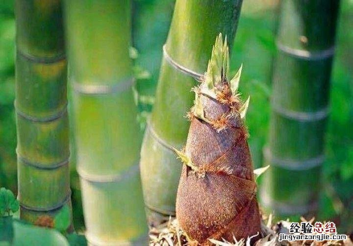 竹子的用途