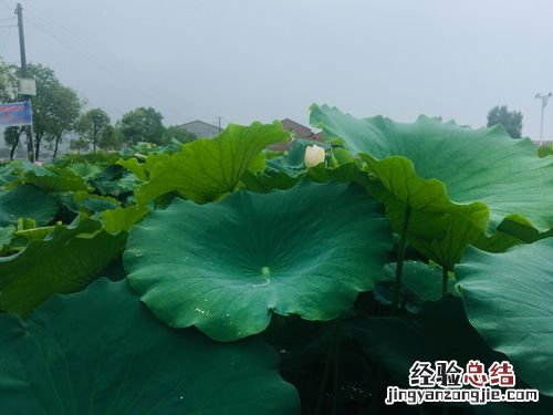 荷叶除了可以当雨伞还可以做什么