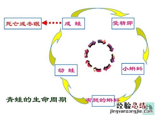 青蛙要冬眠吗