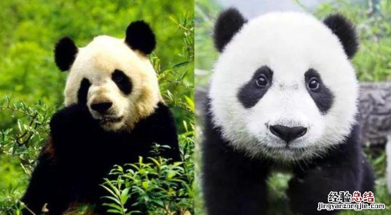 熊猫的特点