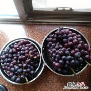 自己怎么做葡萄酒